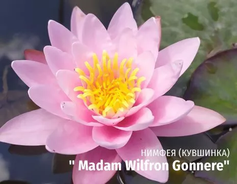 Madam Wilfron Gonnere